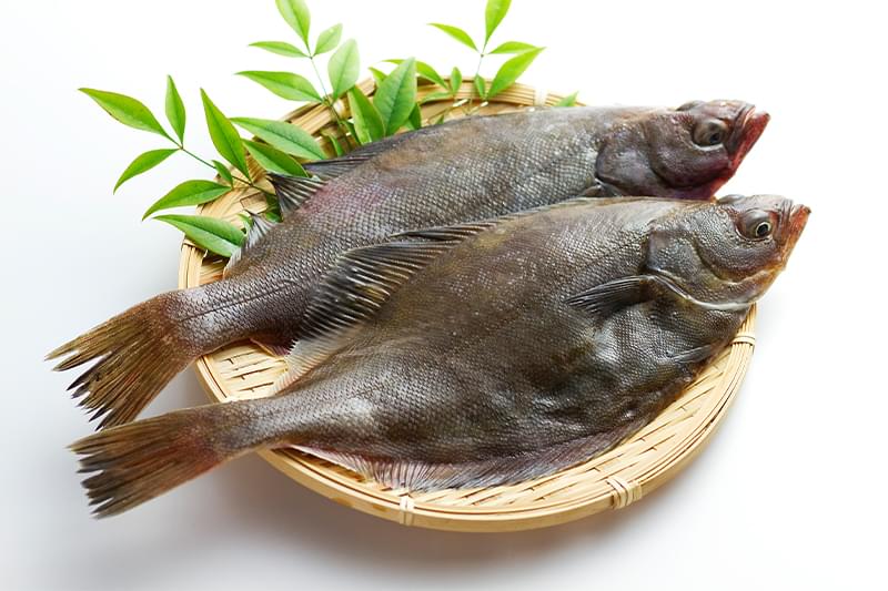 カレイ
