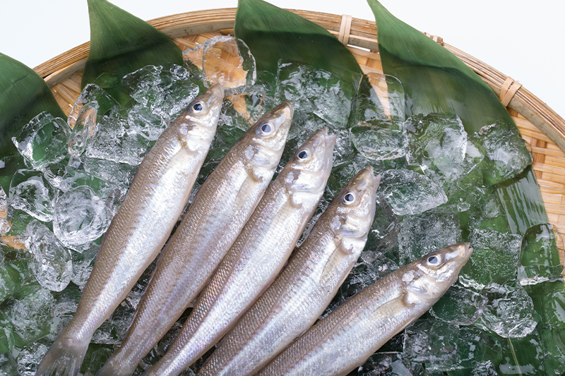 キスやトラハゼなどの小魚類