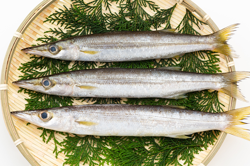 カマス